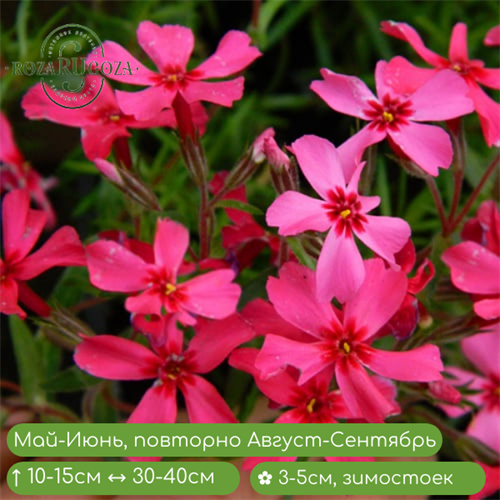 Флокс шиловидный Скарлет флейм (Scarlet Flame) 24900 - фото 31125