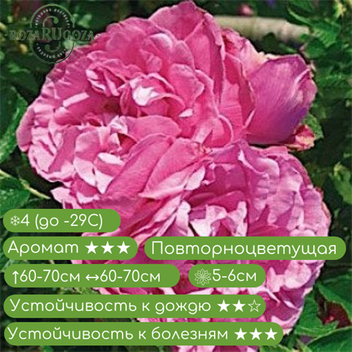Роза парковая Романтик Роадраннер (Romantic Riadrunner) | Uhl Германия , 2003 Nash_22_001 - фото 31129