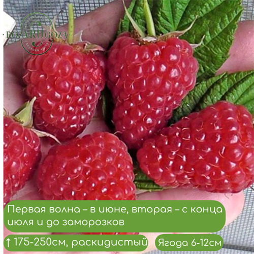 Малина ремонтантная Энросадира (Enrosadira) 24902 - фото 31134
