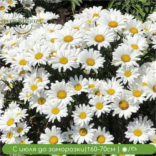 Нивяник Дейзи Мэй (Daisy May) 20363 - фото 31182