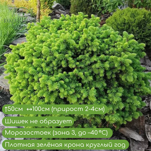 Ель обыкновенная Литл Джем (Little Gem) 17192 - фото 31233