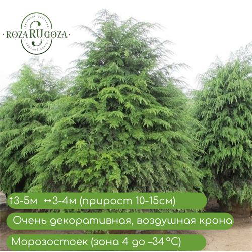 Тсуга канадская 24942 - фото 31267