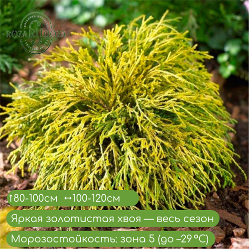 Кипарисовик Санголд (Sungold) 24950 - фото 31284
