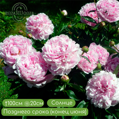 Пион Сара Бернар (Sarah Bernhardt) 24965 - фото 31323