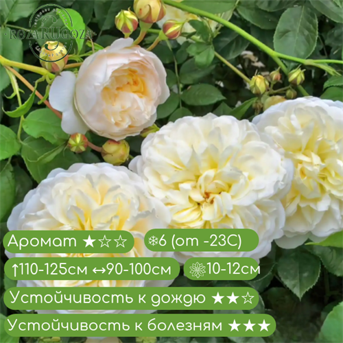 Роза английская Транквилити (Tranquillity) | David Austin Великобритания, 2012 fs25-6 - фото 31369