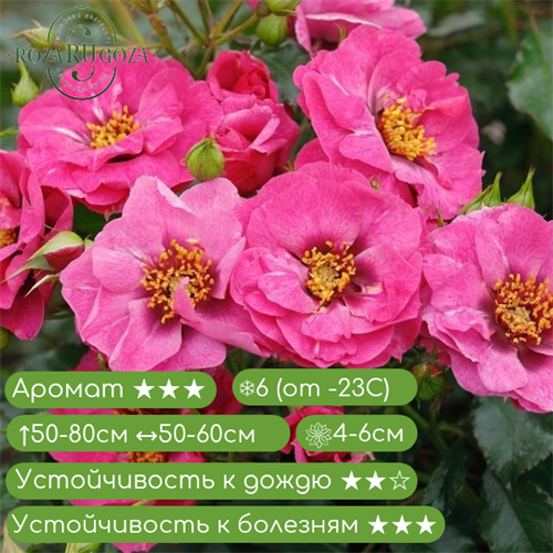 Гибриды Гультемии Персидской Ориента Джамиля (Orienta Djamila) | Rosen-Tantau/Tantau Roses Германия, 2020 fs25-7 - фото 31371
