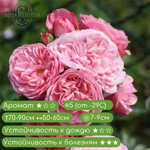 Роза флорибунда Байландо (Bailando) | Tantau Германия, 2008 24989 - фото 31385