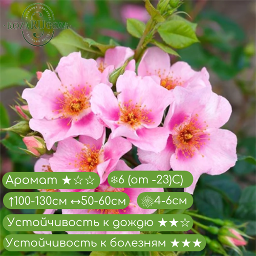 Гибрид гультемии персидской Ориента Лейла (Orienta Laila) fs25-8 - фото 31388