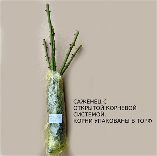 Роза китайская/бенгальская Виридифлора (Viridiflora) | Bambridge&Harrison, 1845 fs25-23 - фото 31472
