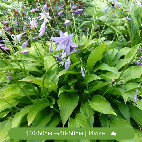 Хоста ланцетолистная (lancifolia) 25057 - фото 31491