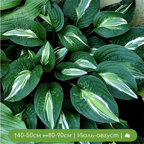 Хоста Снейк Айз (Snake Eyes) 25058 - фото 31492
