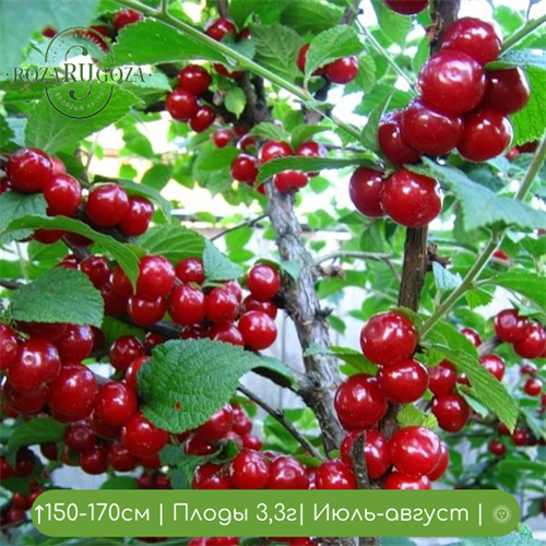 Вишня войлочная Лето 25059 - фото 31493