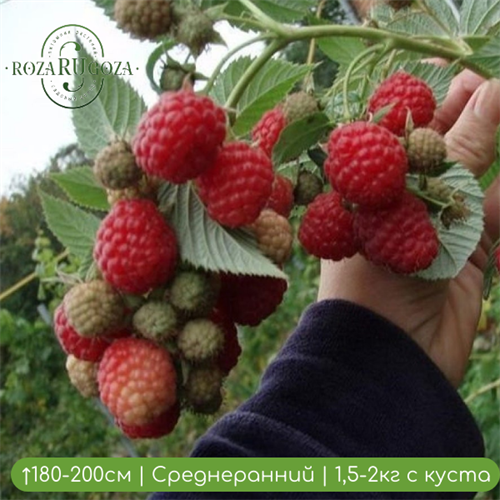 Малина Барнаульская 25089 - фото 31550