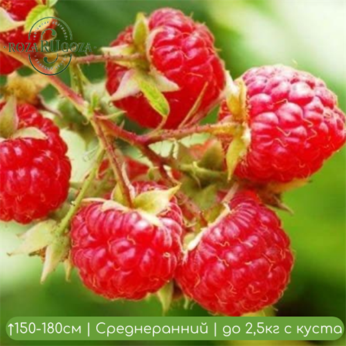 Малина Бальзам 25090 - фото 31551
