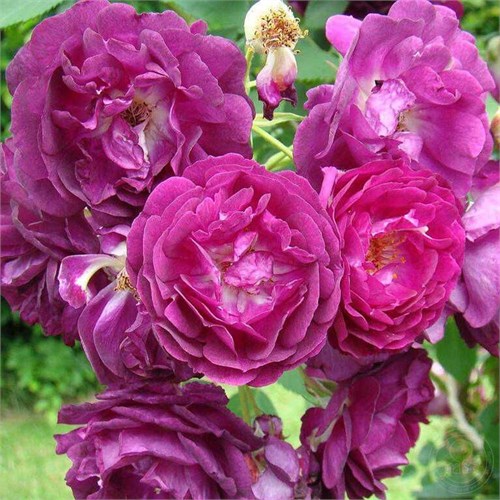 Роза плетистая Розенгартен Цвайбрюкен (Rosengarten Zweibrucken) | Christopher H. Warner Великобритания, 2009 fs25-21 - фото 31575