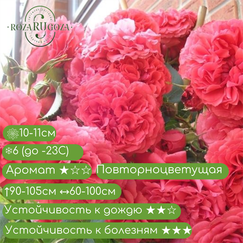 Роза шраб Ютерсен Розенкенигин (Uetersens Rosenkonigin) | W. Kordes & Sons Германия, 2009 fs25-80 - фото 31643
