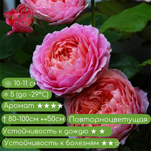 Роза чайно-гибридная Айсфогель (Eisvogel) | Тантау Германия, 2016 fs25-58 - фото 31649