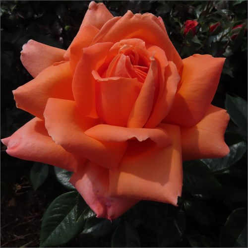 Роза чайно-гибридная Харт оф Голд (Heart of Gold) | Anne G. Cocker Шотландия, 2001 kw25-16 - фото 31697