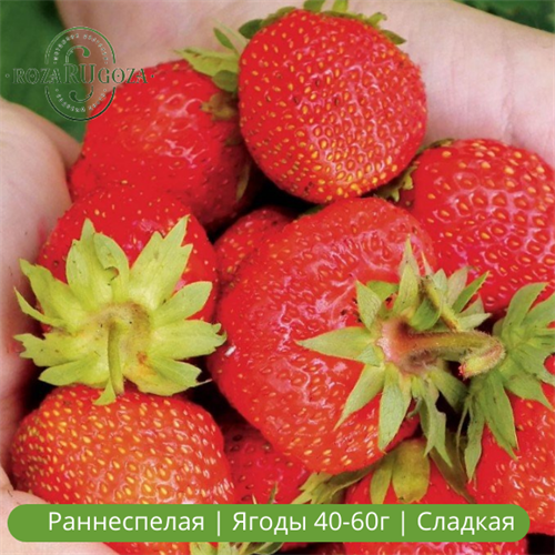 Клубника Александра 25149 - фото 31706