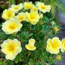 Лапчатка кустарниковая Лемон Меринг (Lemon Merinque) go25-25 - фото 31717