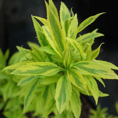 Форзиция темно-зеленая Цитрус Свизл (Citrus Swizzle) go25-39 - фото 31723