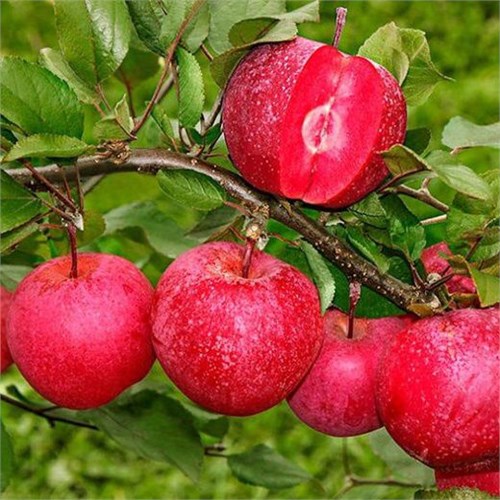 Яблоня Ред Кетти (Red Ketty) go25-45 - фото 31728
