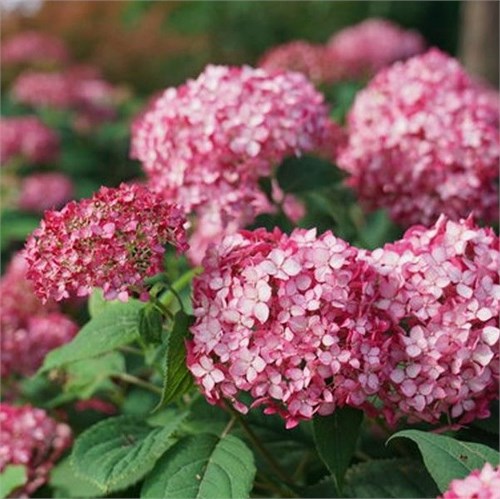 Гортензия древовидная Руби Аннабель (Ruby Annabelle) rashag6 - фото 31731