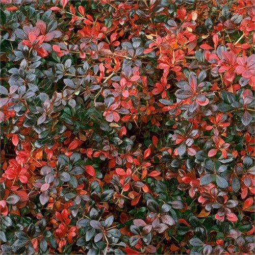 Барбарис средний Ред Джевел (Red Juwel) VSESOR25-1 - фото 31732