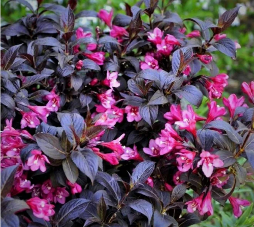 Вейгела Блэк Руби (Black Ruby) VSESOR25-8 - фото 31738