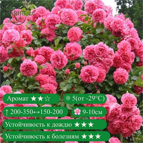 Роза плетистая Розариум Ютерзен (Rosarium Uetersen) | Kordes, 1977 FS25-22z - фото 31745
