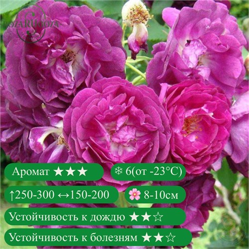 Роза плетистая Розенгартен Цвайбрюкен (Rosengarten Zweibrucken) | Christopher H. Warner Великобритания, 2009 fs25-21z (25, 84, 92, 125) - фото 31755