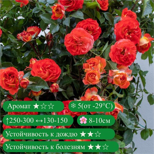 Роза плетистая Мисс Танжерин (Miss Tangerine)| Barni Италия, 2018 kw25-7z (14, 174) - фото 31756