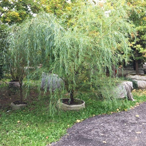 Ива белая Виттелина (Vittelina) VSESOR25-10 - фото 31758