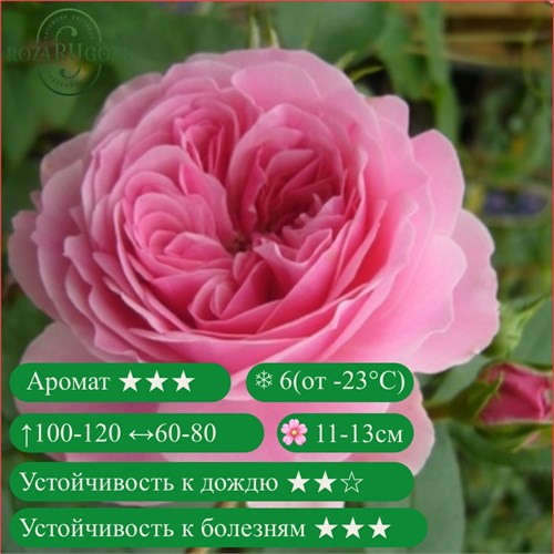 Роза чайно-гибридная Антон Чехов (Anton Tchekhov) | Франция (Meilland) 2008 fs25-59z (96) - фото 31766