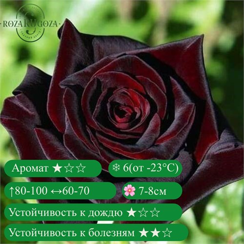Роза чайно-гибридная Блэк Баккара (Black Baccara) | Meilland, 2004 fs25-60z (71, 73, 105, 115) - фото 31767