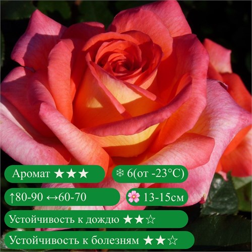 Роза чайно-гибридная Парфюм Де Грасс (Parfum de Grasse) | Michel Adam Франция, 2007 kw25-11z (157, 163) - фото 31777
