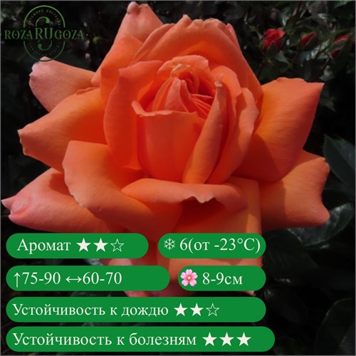 Роза чайно-гибридная Харт оф Голд (Heart of Gold) | Anne G. Cocker Шотландия, 2001 kw25-16z (173, 189) - фото 31778