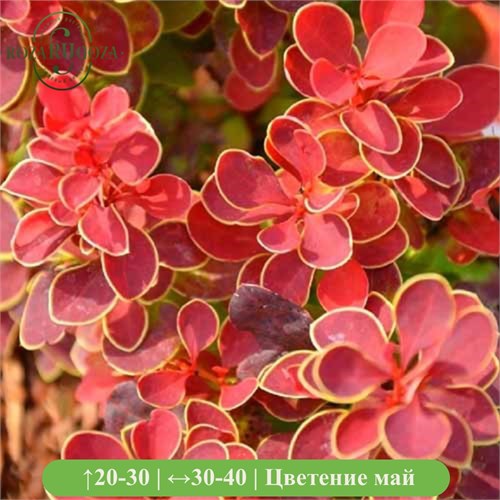 Барбарис Руби Стар (Ruby Star) VSESOR25-7 - фото 31784