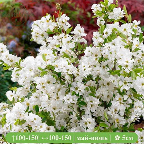 Экзохондра крупноцветковая Зе Брайд (The Bride) VSESOR25-9