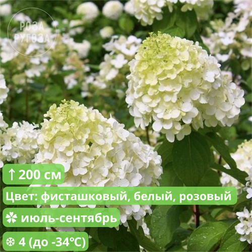 Гортензия метельчатая Полярный медведь (Polar Bear) go25-11 - фото 31789
