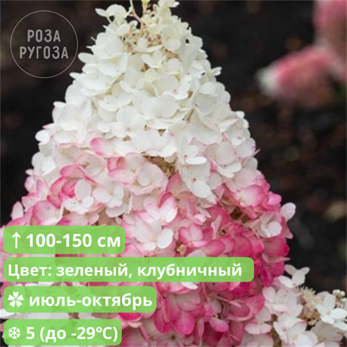 Гортензия метельчатая Строберри Блоссом (Strawberry Blossom) go25-13 - фото 31792