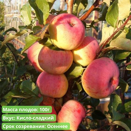 Яблоня Услада spp25-13 - фото 31841
