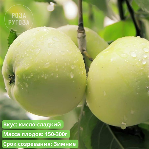 Яблоня Антоновка spp25-14 - фото 31842