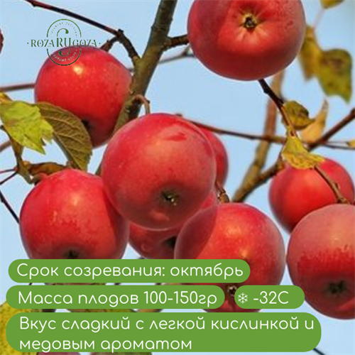 Яблоня Звёздочка spp25-15 - фото 31843