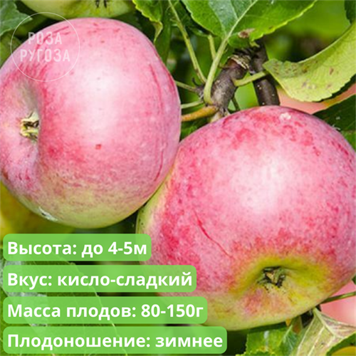 Яблоня Уэлси spp25-17 - фото 31845