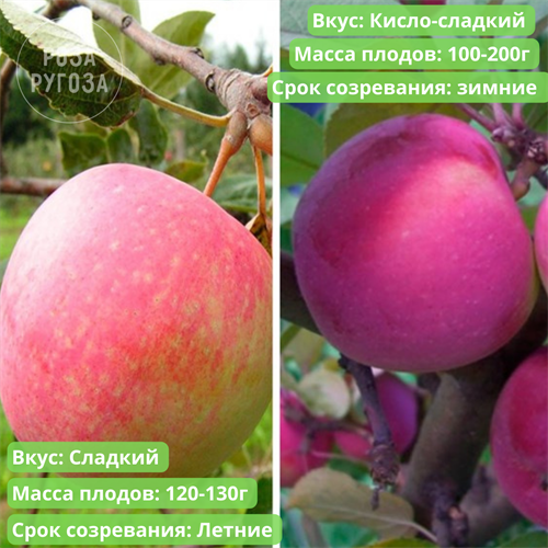 Яблоня Конфетная+Орлик spp25-30 - фото 31854