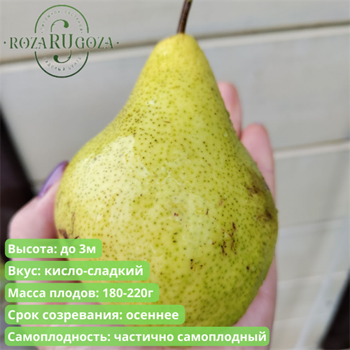 Груша Просто Мария spp25-38 - фото 31861