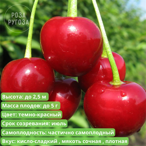 Вишня Любская spp25-43 - фото 31870