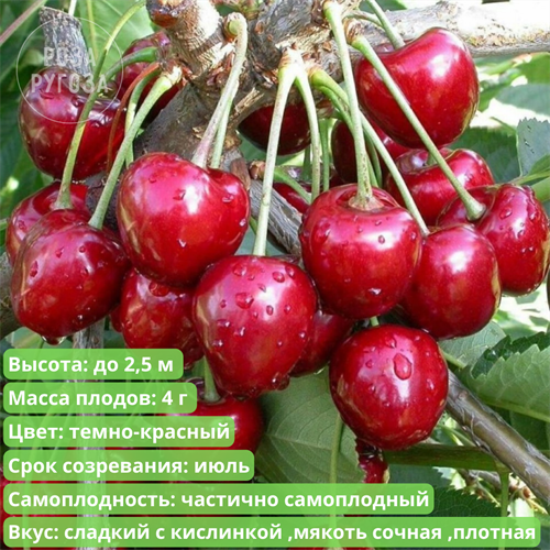 Вишня Быстринка spp25-44 - фото 31871