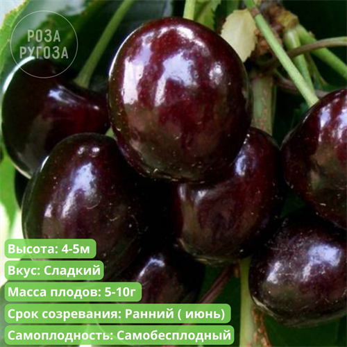 Черешня Ипуть spp25-51 - фото 31876
